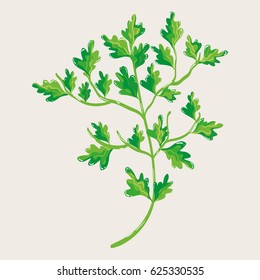 green nice plant decoration botany