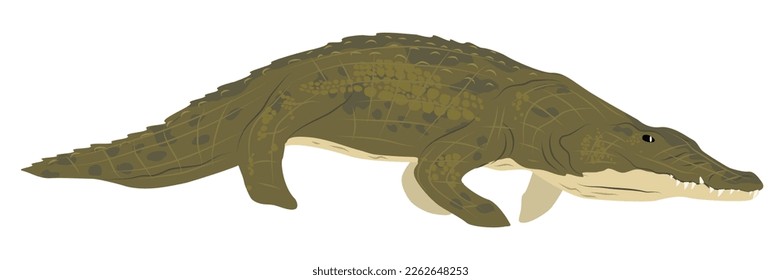 Green Nile crocodile. Wild vector realistic reptile of Africa