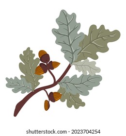 Green oak branch with leaves and acorns. Vector  illustration of a deciduous tree branch isolated on a white background.