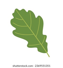 Green oak leaf. Autumn botanical element. Hand drawn colored flat vector illustration isolated on white background.