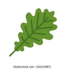 Grünes Eichenblatt einzeln auf weißem Hintergrund. Vektorgrafik.