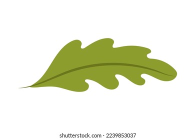 Green oak leaf on a white background. vector illustration