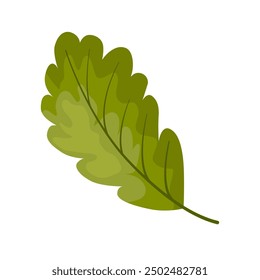 green oak leaf for student leaf vector illustration. Cartoon drawing of a tree leaf for forest study, math activity or game for children. Autumn or fall, education concept