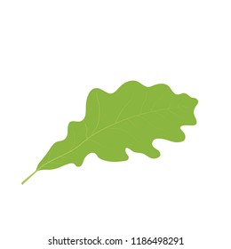 green oak leaf, vector