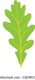 Green oak leaf. Vector illustration.
