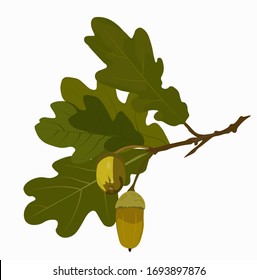 Green oak leaves and acorns. Oak crown. California red oak branch. Hazelnut close-up. A branch of a deciduous tree. Vector stock illustration of an oak acorn isolated on a white background. Grove.