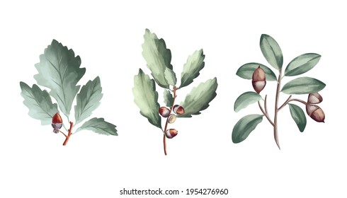 Green oak leaves and acorns. Oak crown. California red oak branch.  A branch of a deciduous tree. Vector stock illustration of an oak acorn isolated on a white background. Grove.