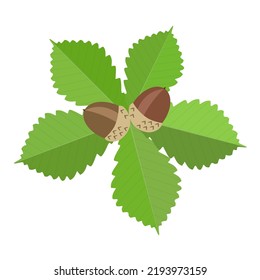 Green oak leaves and brown acorns on white background. Cartoon style Japanese oak leaves and acorns.