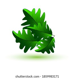 
Hojas de roble verde con sombra, diseño vectorial de fondo blanco