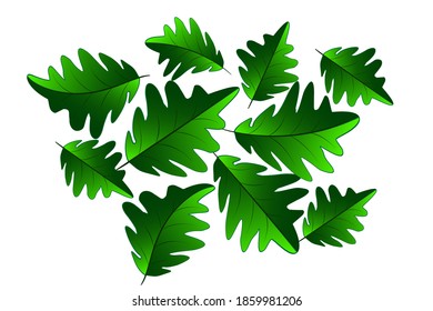 
Green oak leaves, vector design white background