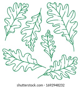 Green oak  leaves vector set