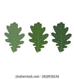 Juego de vectores de hojas de roble verde