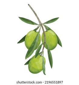 Green olive branch Design elements. watercolour style vector illustration.