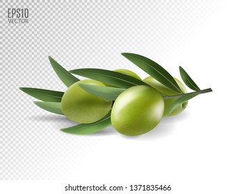 Green olive branch isolated on transparent background as package design composition. Photo-realistic vector, 3d