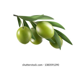 Green olive branch isolated on white background as package design composition. Photo-realistic vector, 3d