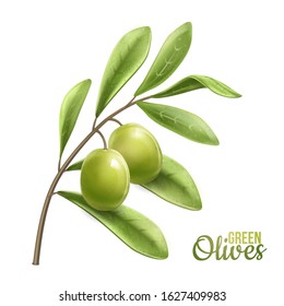 Green olive branch isolated on white background. Photo-realistic vector, 3d.Design for olive oil, natural cosmetics, health care products.