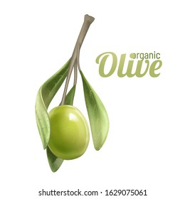 Green olive branch isolated on white background. Photo-realistic vector, 3d. Design for olive oil, natural cosmetics, health care products.natural product organic, ripe olive.