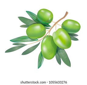 Green olive branch with leaves isolated on white background. Vector illustration