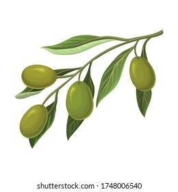 Green Olive Branch with Oily Berries Hanging Down from It Vector Illustration