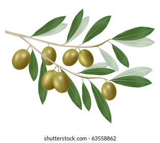 Green olive branch. Photo-realistic vector.