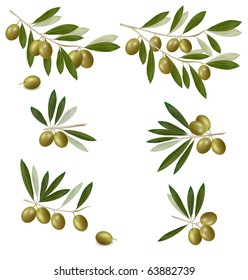 Green olive branch. Photo-realistic vector.