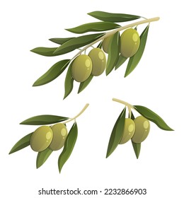 Green olive branch set. Cartoon vector isolated illustration