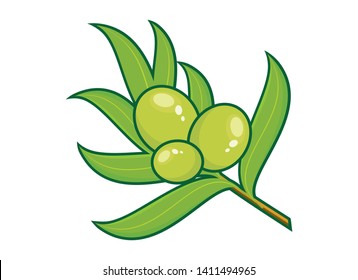 Green Olive Branch vector. Green olives vector illustration. Green olives isolated on a white background. Olive icon vector