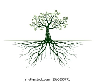 Green Olive Tree with Leaves and Roots. Vector outline Illustration. Plant in Garden.