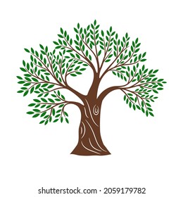 Green olive tree. Olives trees olives sampling vector illustration, greece olivier oil farming sign, oak foliage crown vector image traditional healthy natural food symbol isolated on white