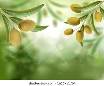 Green olive tree with ripe fruits. Natural outdoor background. Vector illustration.
