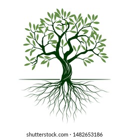 Green Olive Tree with Roots on white background. Vector Illustration and concept pictogram. Plant in garden.