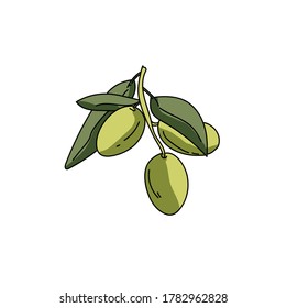 Green olive twigs with leaves, food and ingredients vector hand draw illustration for design and creativity