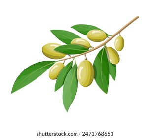 Green olives branch isolated on white background. Branch with olives and leaves. Olive oil, cosmetics, health care products. Organic healthy food. Vegetarian nutrition. Vector illustration flat style