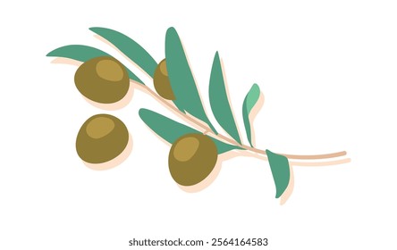 Green olives bunch vector illustration