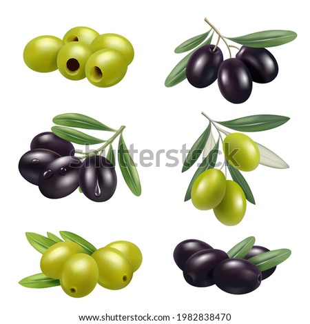 Green olives. Closeup greece authentic food olives branches products ingredients decent vector illustrations set