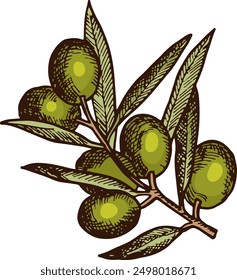 Green olives growing on branch. Greek oil tree