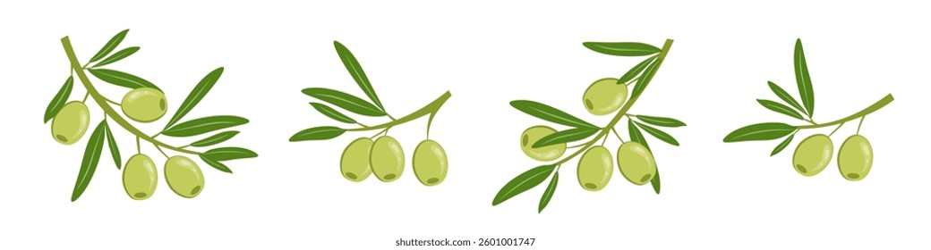 Green olives with leaves. Set of olive tree branches. Ripe fruits of natural plants. Botanical decorative elements. Food product sketch. Vector illustration.
