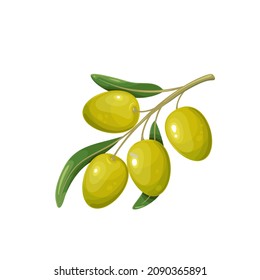 Aceitunas verdes con hojas. Ilustración vectorial de la rama de olivo con cuatro aceitunas