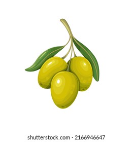 Green olives with leaves. Vector illustration of olive branch with olives