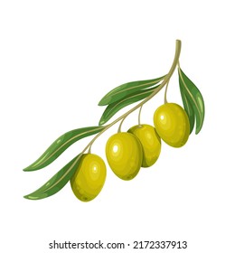 Green olives with leaves. Vector illustration of olive branch with olives