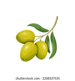 Green olives with leaves. Vector illustration of olive branch with three olives