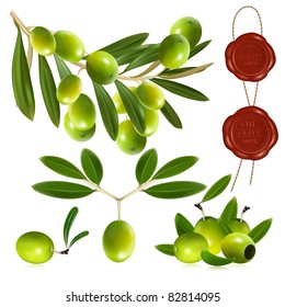 Green olives with leaves. vector illustration