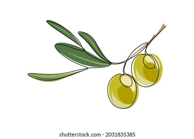 Aceitunas verdes. Rama de oliva con frutas y hojas aisladas en el fondo blanco. Ilustración del vector