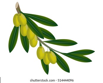 Green olives on the branch.