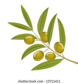 Green olives on branch, detailed vector illustration