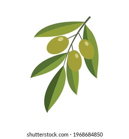 Green olives on a branch isolated on a white background. Vector illustration.