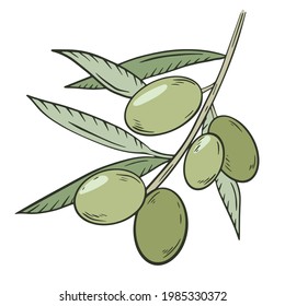  Green olives on a branch with leaves, vector. A plucked handful of olives. Oilseed crop, farm harvest. Growing of olives and oil production. Hand drawing.