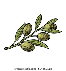 Green Olives on branch with leaves. Hand drawn design element. Vintage color vector engraving illustration for logotype, poster, web. Isolated on white background.