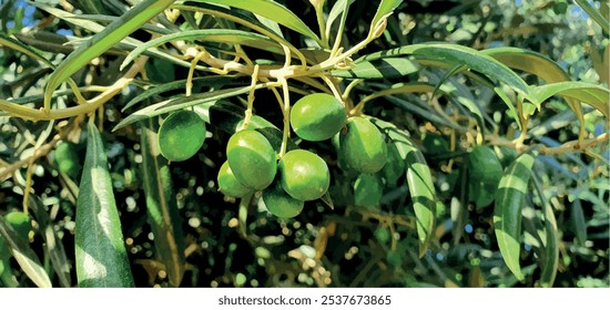 Aceitunas verdes en una rama. Aceitunas en España. Olivo. Aceite de oliva. Virgen extra.