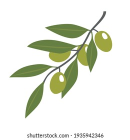 Green olives on a branch. Vector, white background, isolated.